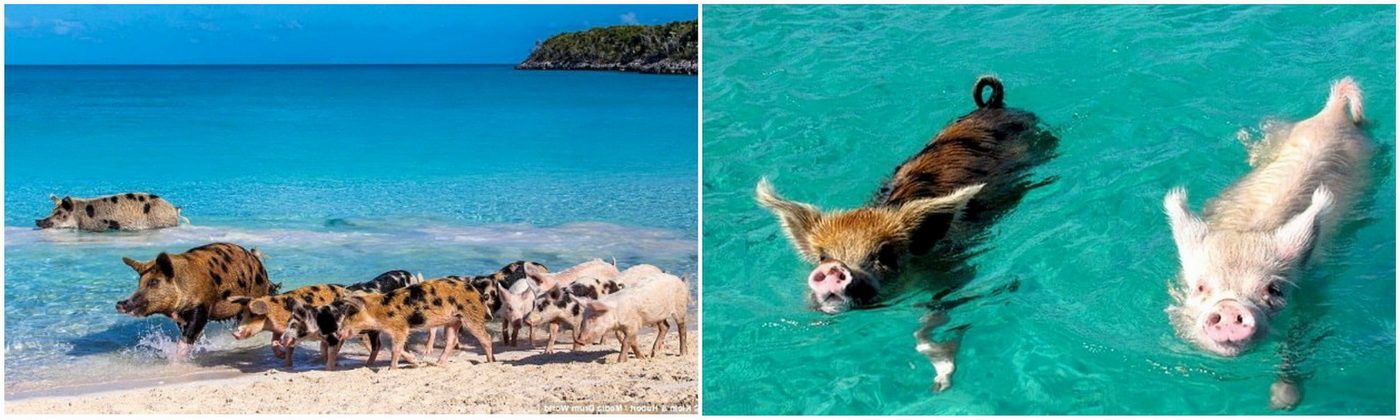 свиньи на Багамах