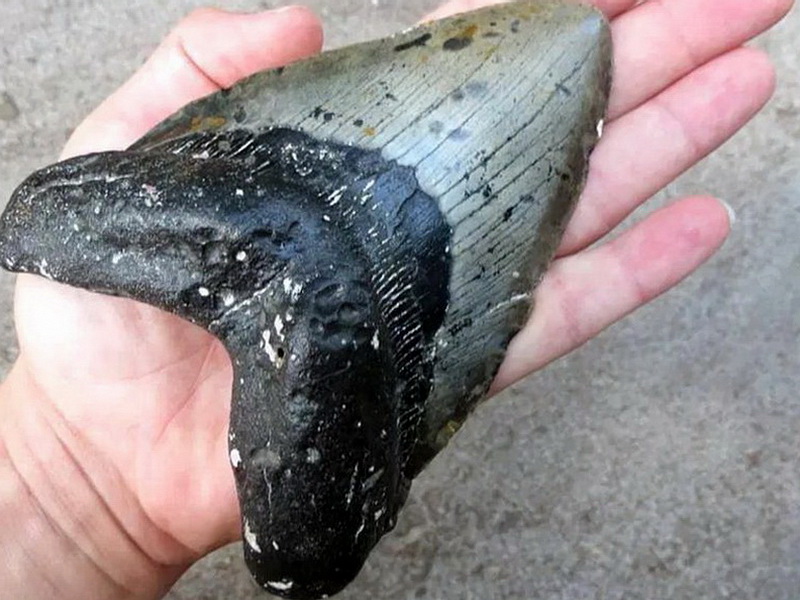 Житель Северной Каролины нашел на пляже зуб доисторической акулы