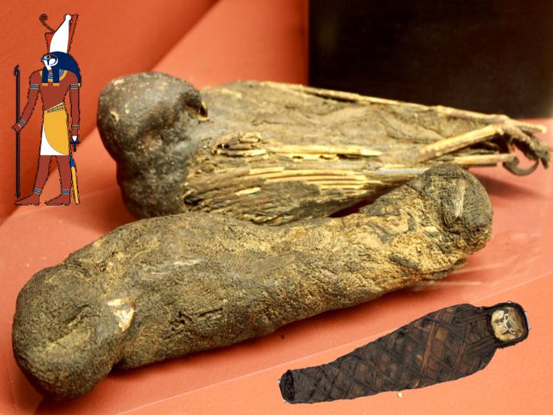 Почему мумии животных были неотъемлемой частью Древнего Египта