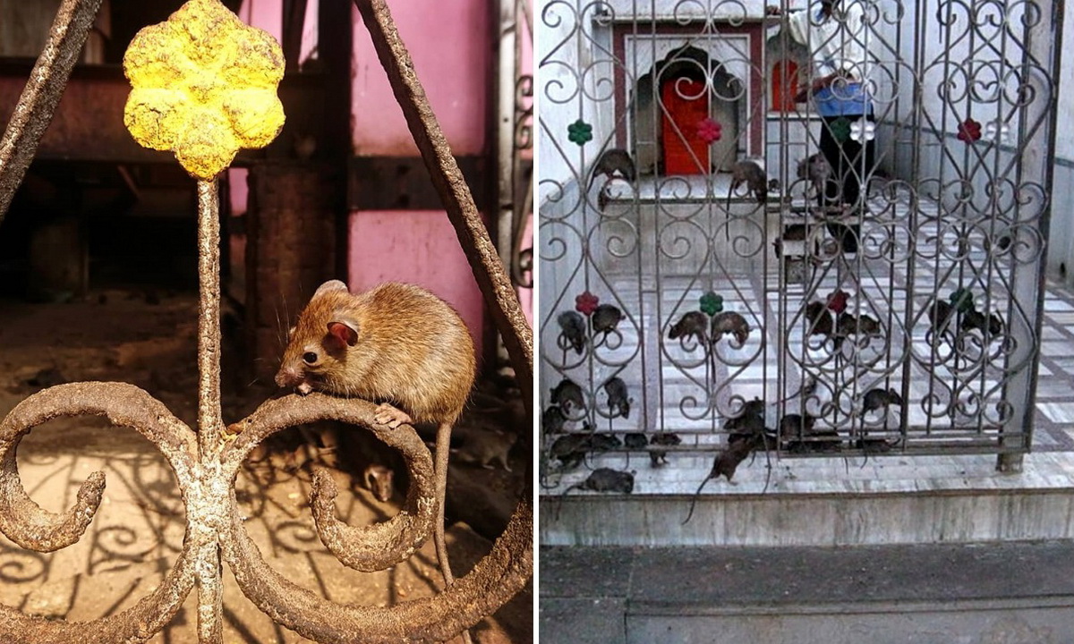 Почему в индийском храме Карни Мата почитают крыс