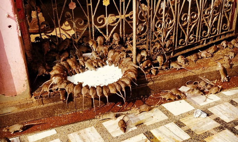 Почему в индийском храме Карни Мата почитают крыс
