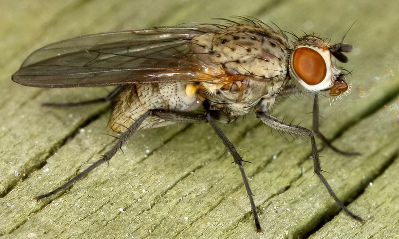 7 простых правил как навсегда избавиться от луковой мухи