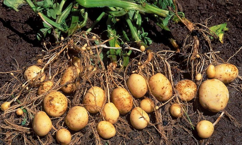 Как получить молодой картофель уже в июне: особый способ выращивания