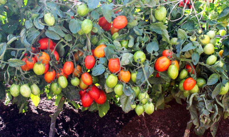 Почему выращивание томатов по методу Маслова вновь становится популярным