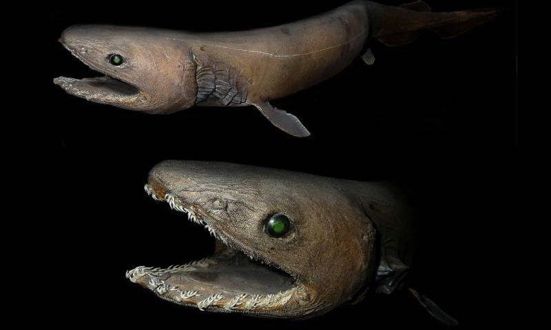 7 самых странных акул, которые действительно существуют