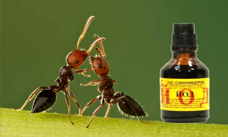 От йода муравьи уходят с участка