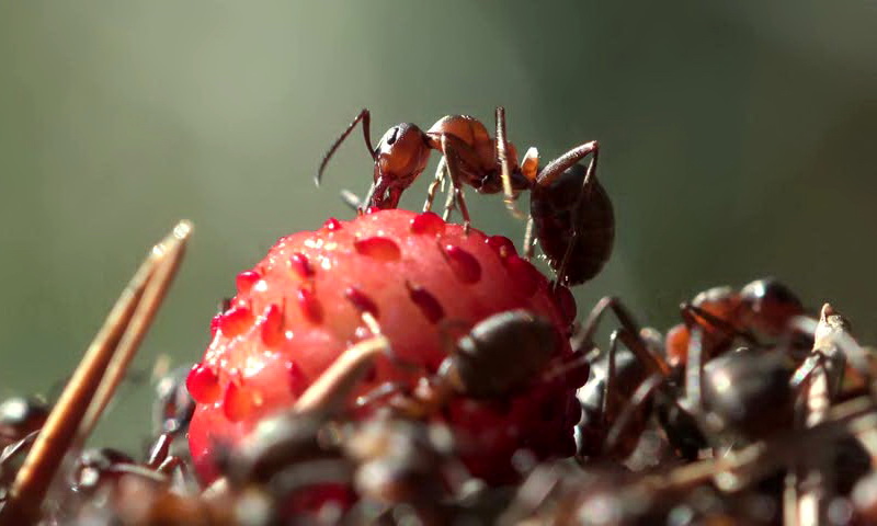 Как бороться с муравьями и тлей на клубнике