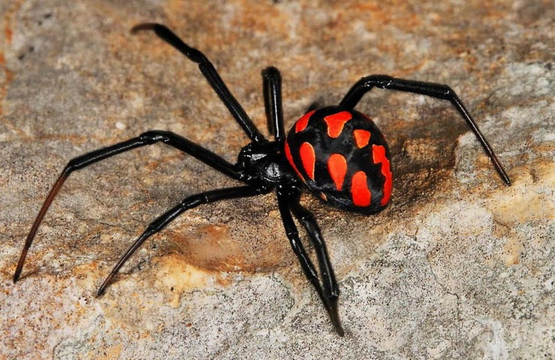 Популярные виды пауков проживающих в Краснодарском крае