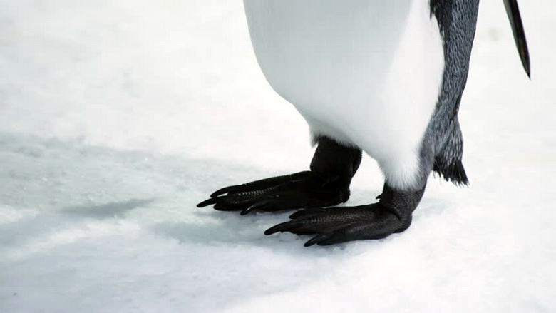 Почему лапы пингвина не замерзают