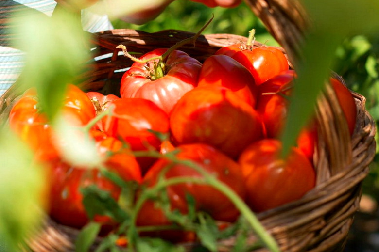 Простые правила хорошего урожая томатов