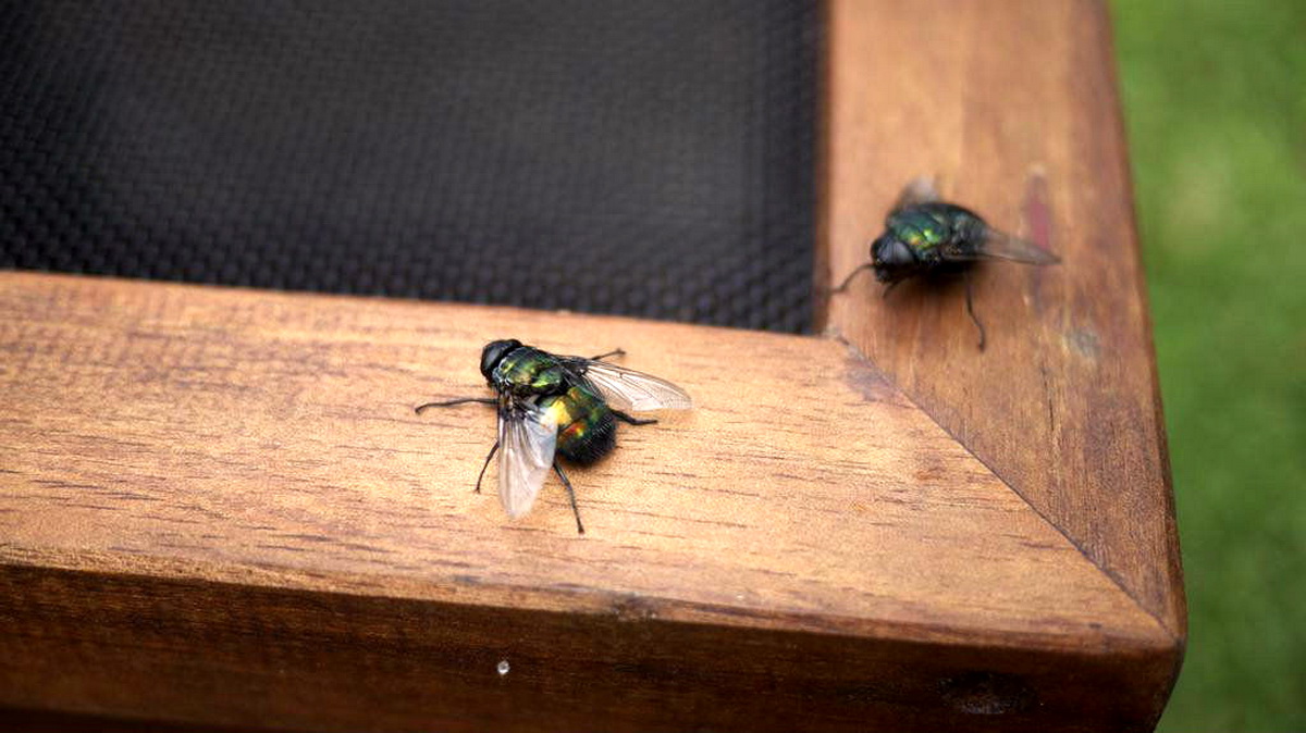 Липучки от мух своими руками или как избавиться от назойливых насекомых