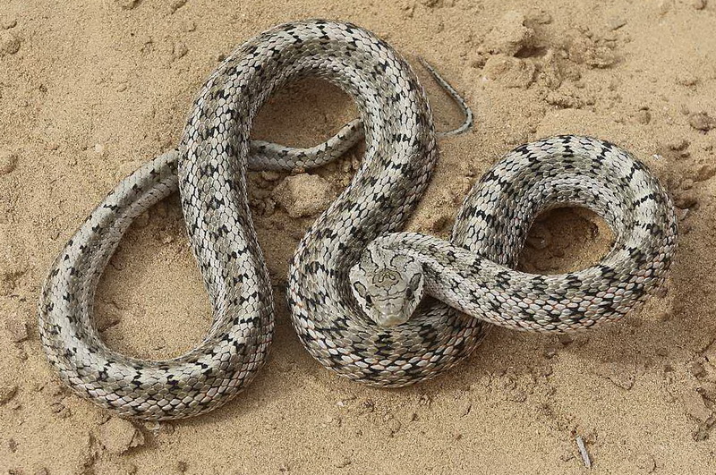 Узорчатый полоз — кубанская гремучая змея