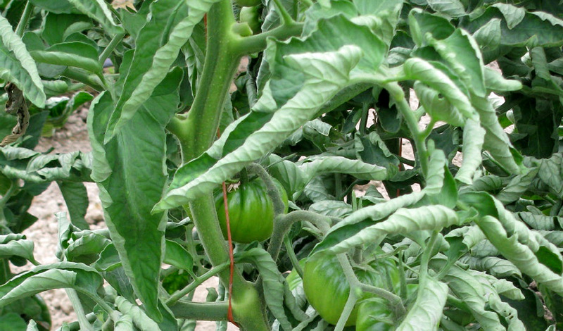 6 причин скручивания листьев томатов