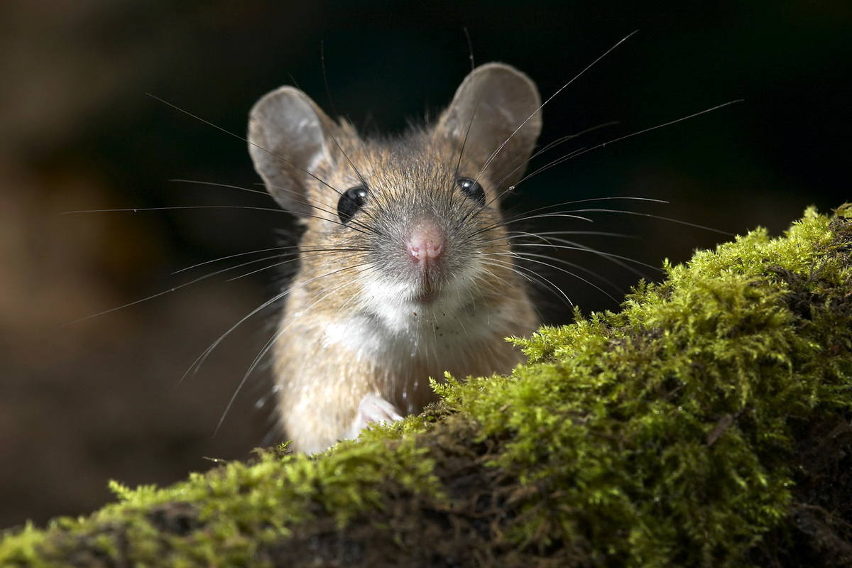 Природные враги крыс и мышей