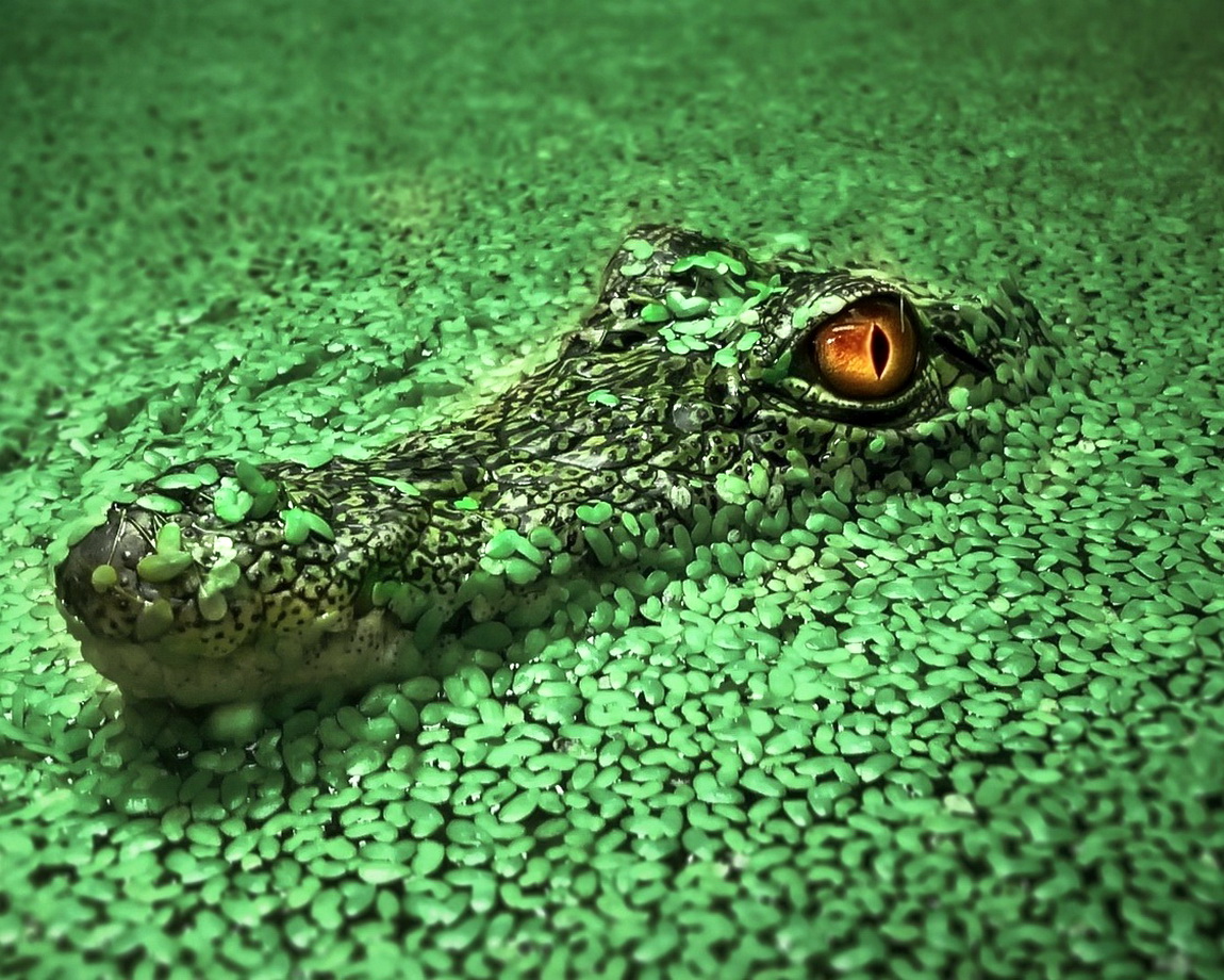 Исследование древних крокодилов показало, что некоторые рептилии были веганами