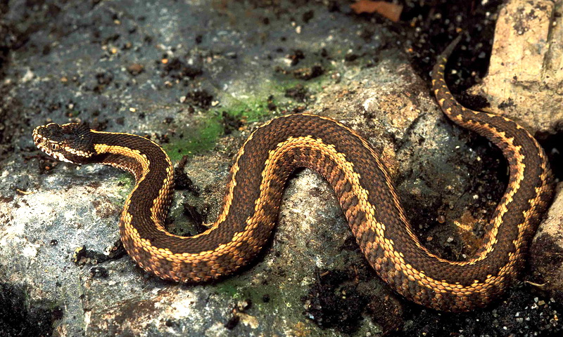 Змеи Краснодарского края: виды, фото, описания