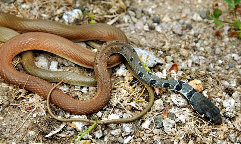 Змеи Краснодарского края: виды, фото, описания