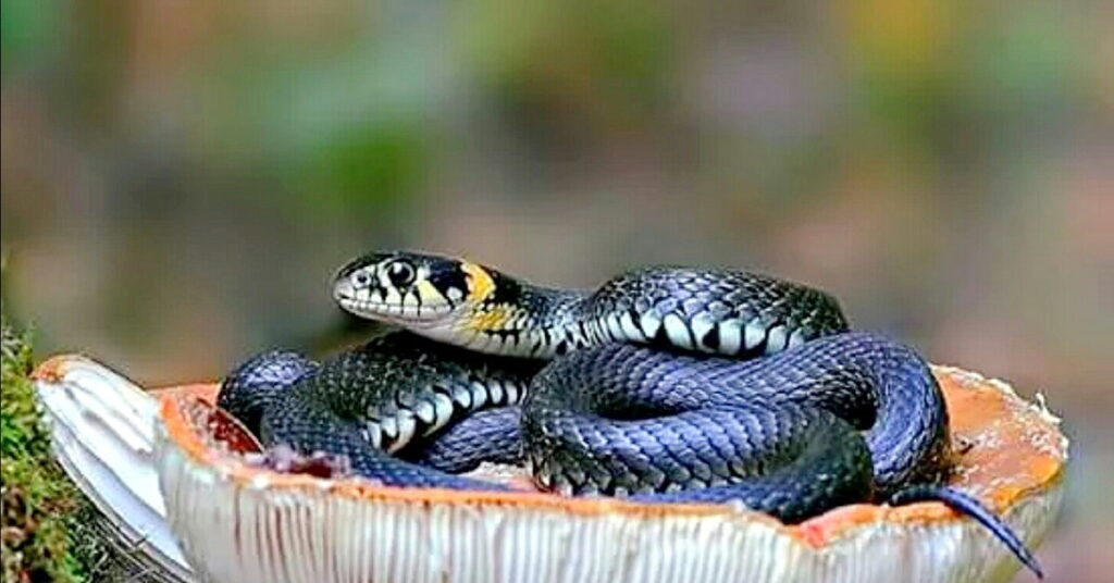 Змеи краснодарского края фото и названия