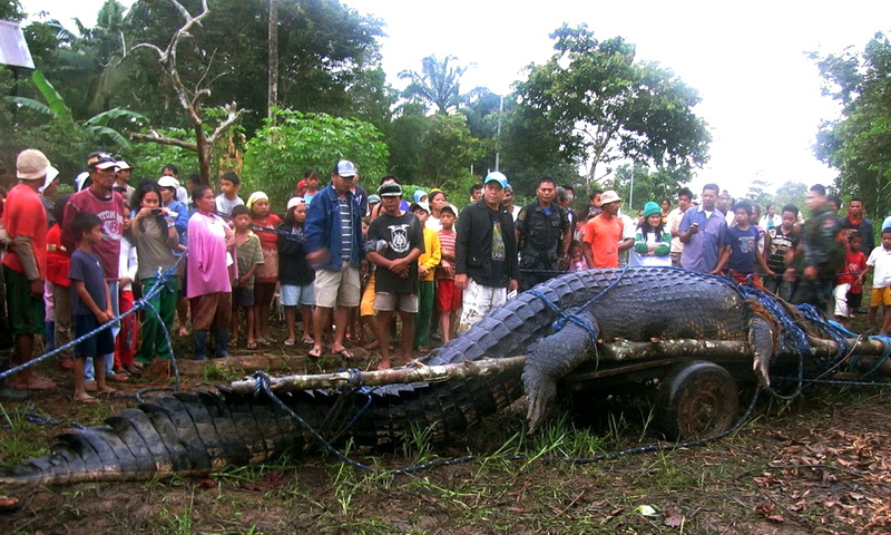 Самый большой крокодил из когда-либо пойманных
