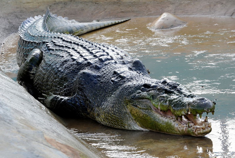 Самый большой крокодил из когда-либо пойманных