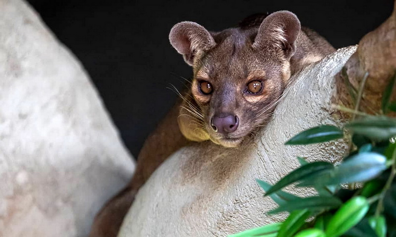 Фосса — необычная кошка и главный хищник на Мадагаскаре