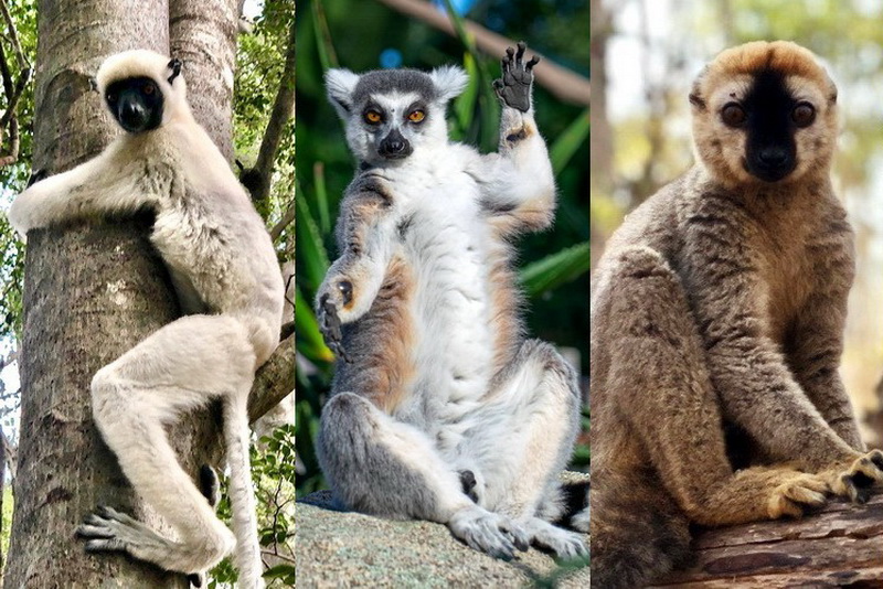 «Каменный лес» Цинги-де-Бемараха на Мадагаскаре и его редкие животные