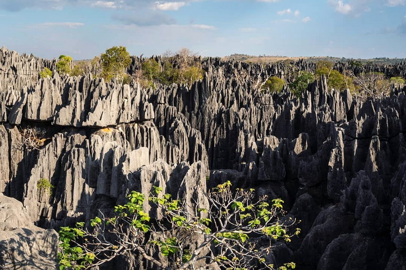 «Каменный лес» Цинги-де-Бемараха на Мадагаскаре и его редкие животные