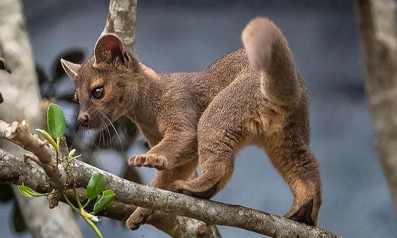 Фосса — необычная кошка и главный хищник на Мадагаскаре