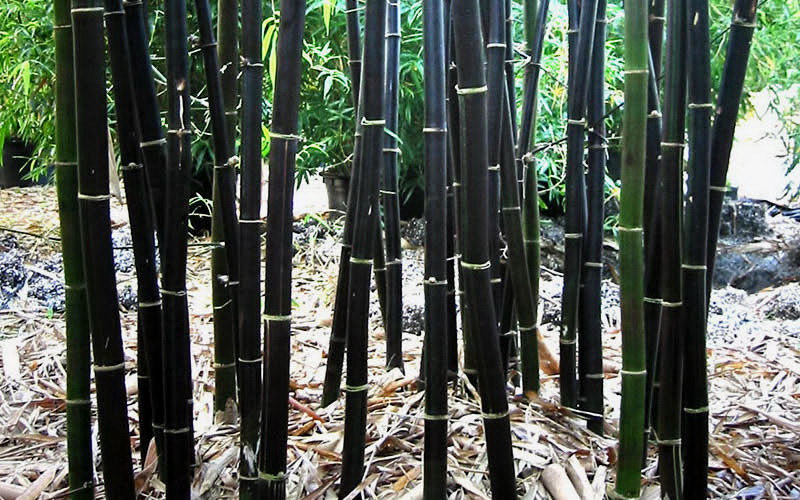 Китайские Бермуды — Лощина Черного Бамбука