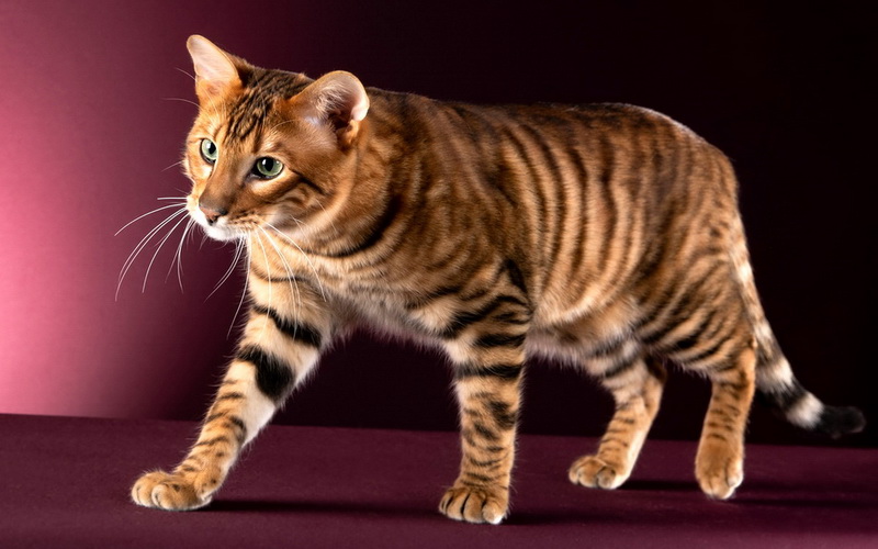 Тойгеры — кошки, похожие на тигров