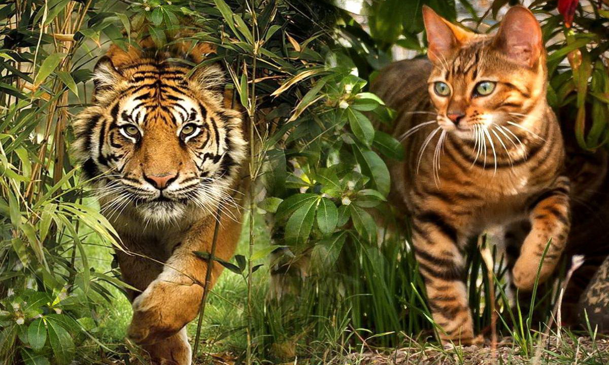 Тойгеры — кошки, похожие на тигров