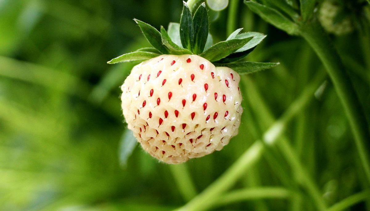 7 сортов ароматной белой клубники: характеристика, как выращивать