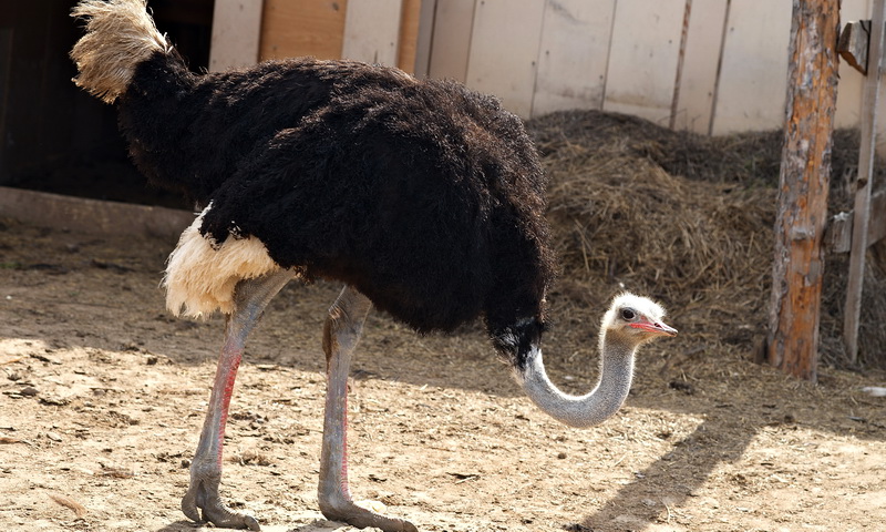 Черный страус на ферме