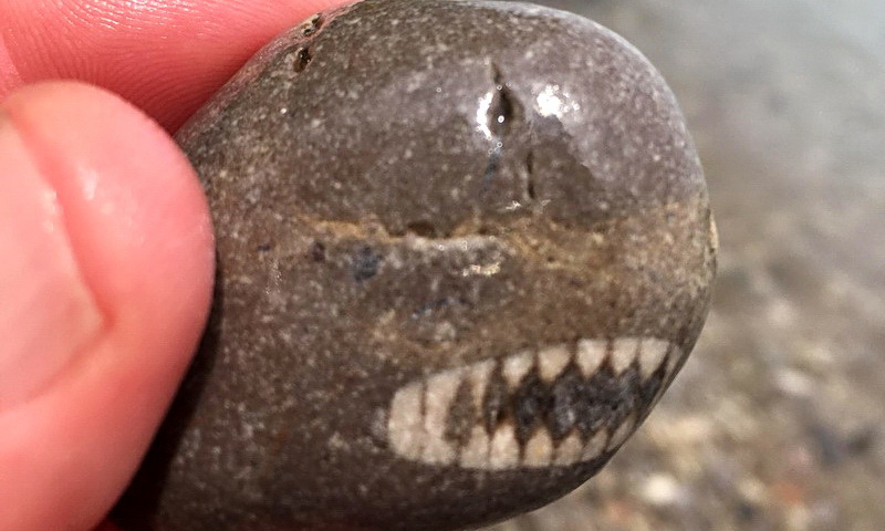 камень похож на акулу