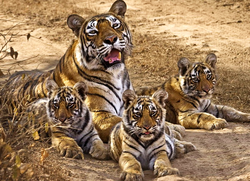 Тигрица с детенышами