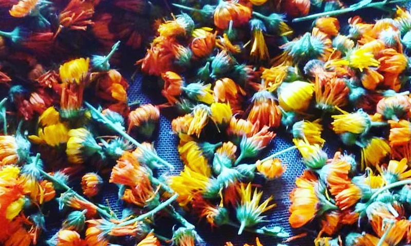 Сухие цветы календулы