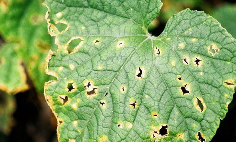 Антракноз на листьях огурца