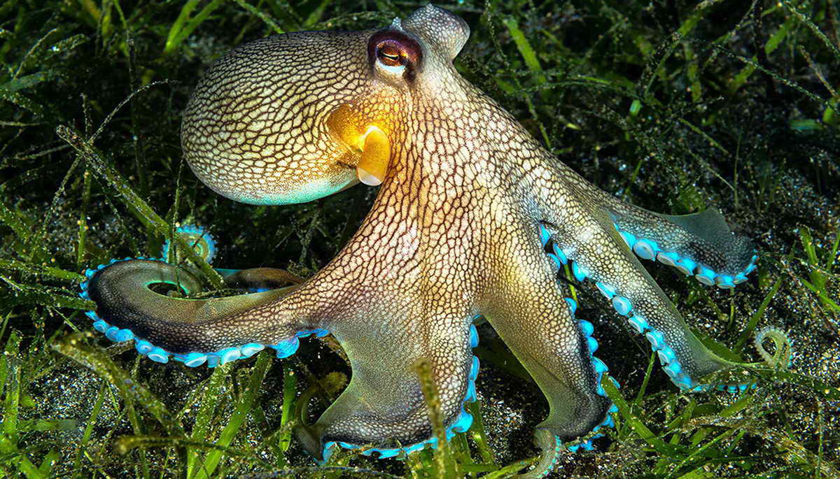 10 самых необычных осьминогов
