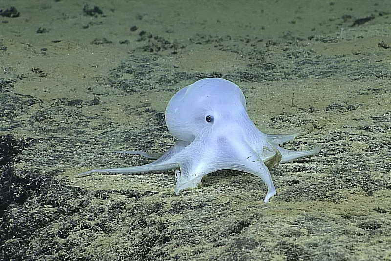 Каспер - призрачный осьминог