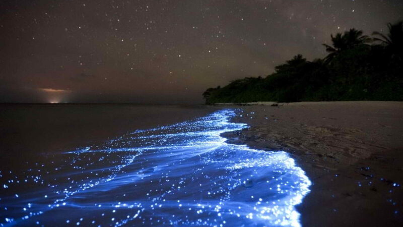 Светящийся пляж или Звездное море на Мальдивах