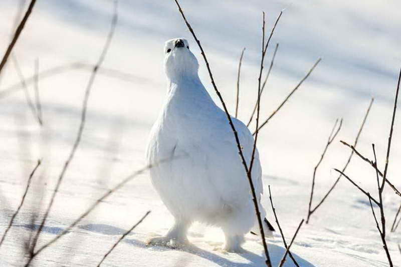 Белая куропатка зимой