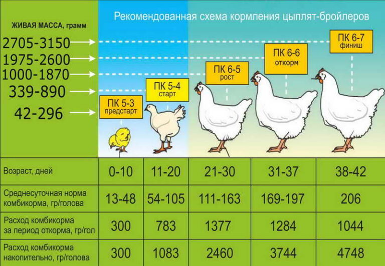 Бройлер 10 дней фото