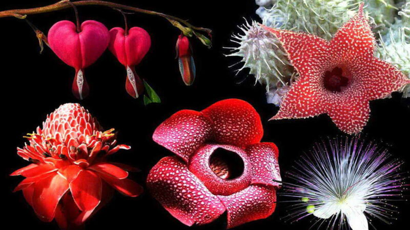 12 самых необычных очаровательных цветов
