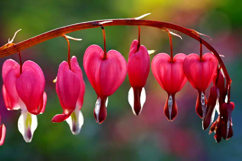 Цветы в форме сердца