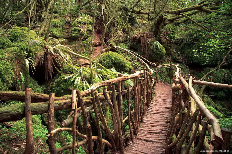 Старый мост в лесу