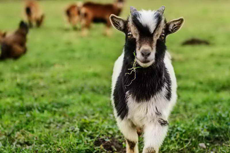 Обморочная коза фото