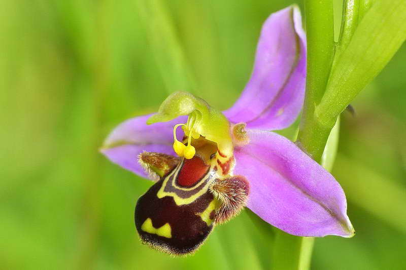 Офрис пчелоносная орхидея