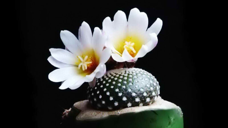 Самый маленький и необычный кактус в мире