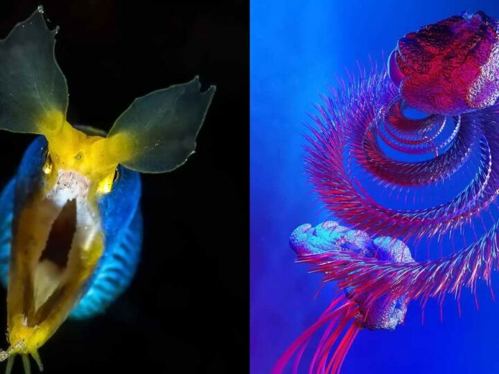 12 необычных живых существ подводного мира