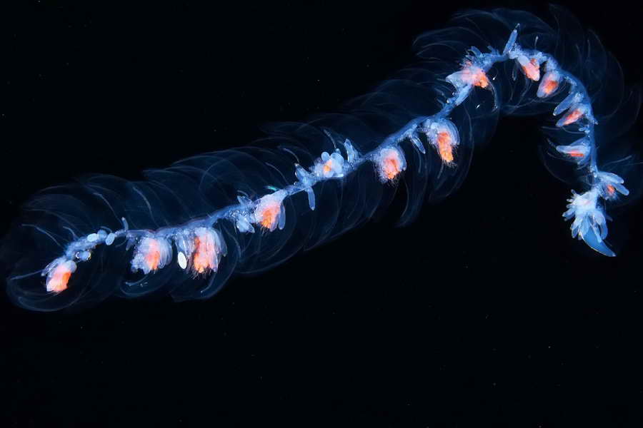 Сифонофоры морские организмы